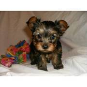 T Cup Yourshire Terrier Puppies for Sale