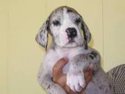 Lovely Great dane puppies for sale