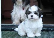 Cute Shih Tzu puppies for good homes