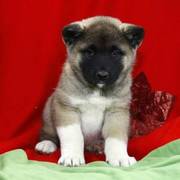 Gorgeous Akita Puppies for Adoption