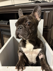 French bulldog for Adoption 