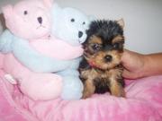 Cute Tea Cup Yorkie Puppies For Free Adoption.