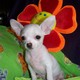 WELL TRAINED TEACUP CHIHUAHUA PUPPIES FOR RE HOMING